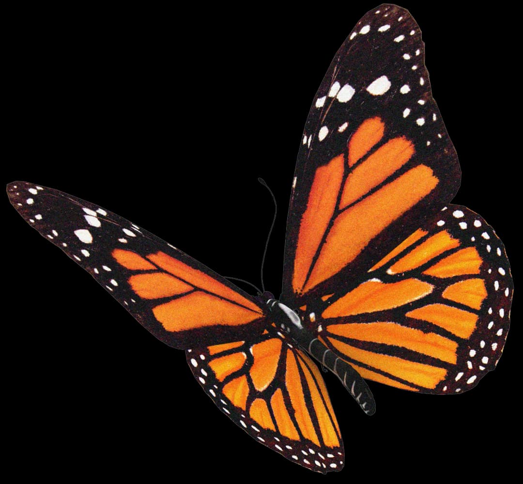 Butterfly illustration